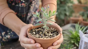 Ces 7 plantes à bouturer en mars remplissent votre jardin tout l’été gratuitement si vous saisissez bien la fenêtre de croissance