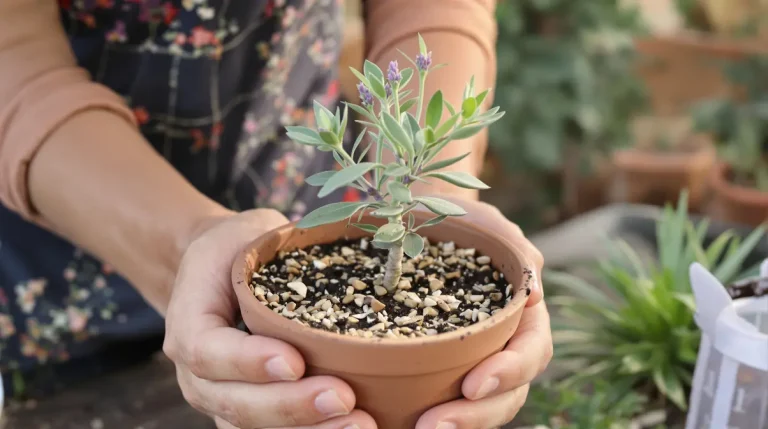 Ces 7 plantes à bouturer en mars remplissent votre jardin tout l’été gratuitement si vous saisissez bien la fenêtre de croissance