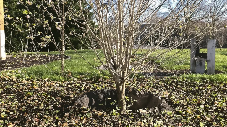 Planter un azérolier en mars garantit un verger serein, si vous osez ce geste intimidant la première année